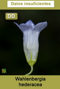 Wahlenbergia hederacea