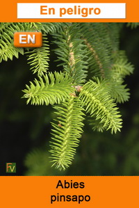 Abies pinsapo