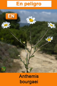 Anthemis bourgaei