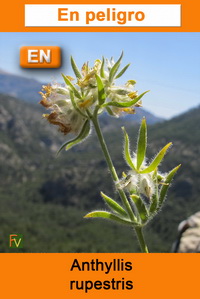 Anthyllis rupestris