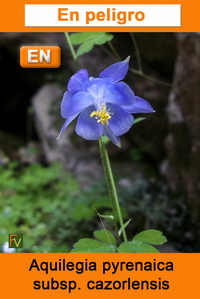 Aquilegia pyrenaica cazorlensis