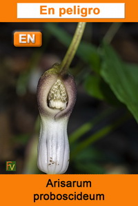 Arisarum proboscideum
