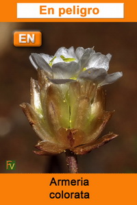 Armeria colorata