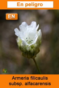 Armeria filicaulis alfacarensis