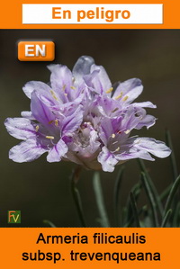 Armeria filicaulis trevenqueana