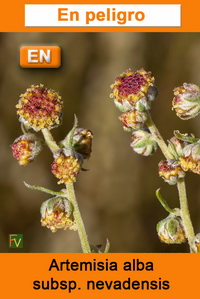 Artemisia alba nevadensis