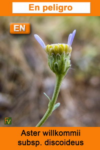 Aster willkommii discoideus