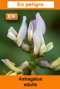 Astragalus edulis