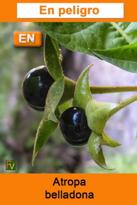 Atropa belladona