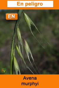 Avena murphyi