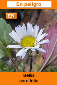 Bellis cordifolia