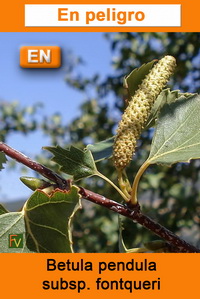 Betula pendula fontqueri