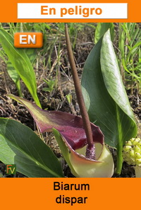 Biarum dispar