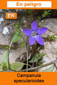 Campanula specularioides