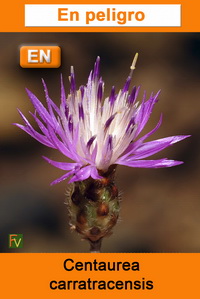 Centaurea carratracensis