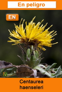 Centaurea haenseleri