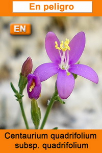 Centaurium quadrifolium quadrifolium