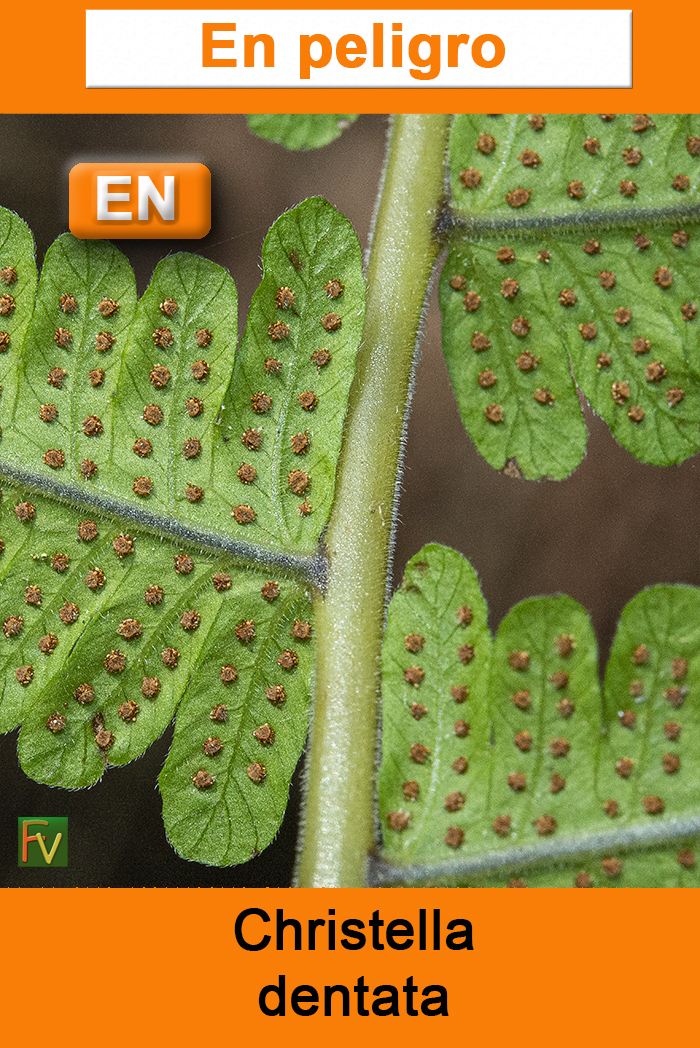 Christella dentata