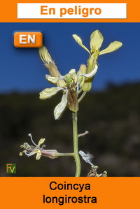 Coincya longirostra