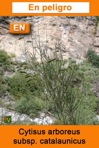 Cytisus arboreus catalaunicus