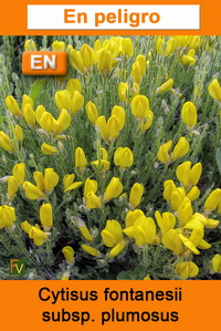 Cytisus fontanesii plumosus