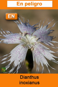 Dianthus inoxianus