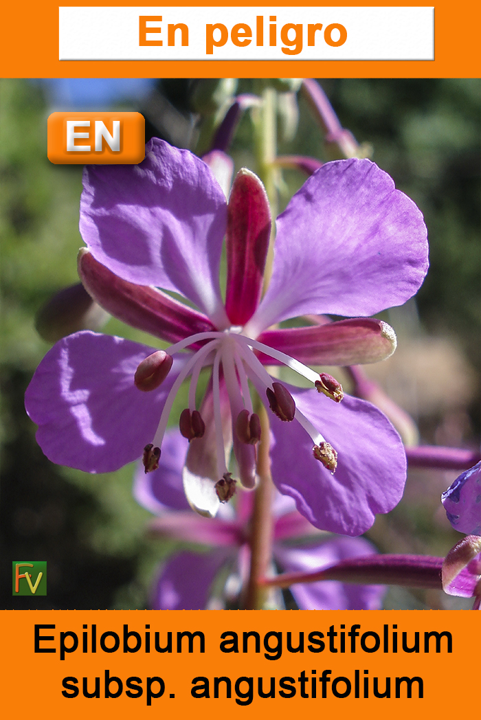 Epilobium angustifolium angustifolium