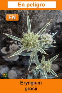 Eryngium grosii