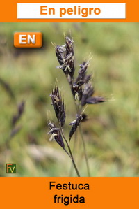 Festuca frigida