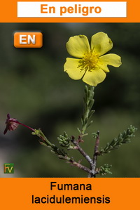 Fumana lacidulemiensis