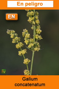 Galium concatenatum