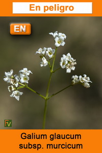 Galium glaucum murcicum