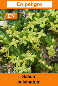 Galium pulvinatum