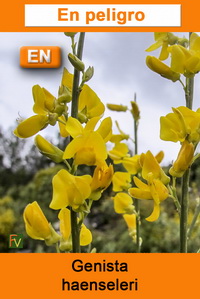 Genista haenseleri