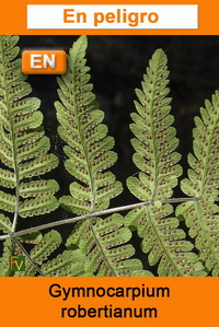 Gymnocarpium robertianum
