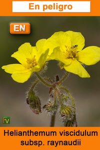 Helianthemum viscidulum raynaudii