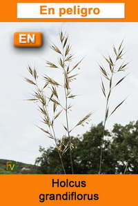 Holcus grandiflorus