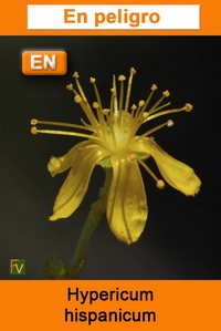 Hypericum hispanicum
