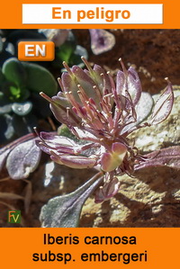 Iberis carnosa embergeri
