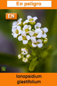 Ionopsidium glastifolium