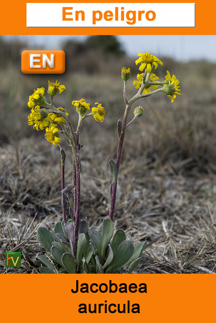 Jacobaea auricula