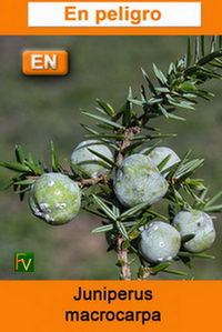 Juniperus macrocarpa