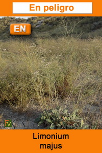 Limonium majus