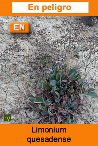 Limonium quesadense