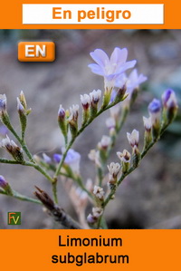 Limonium subglabrum
