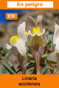 Linaria accitensis