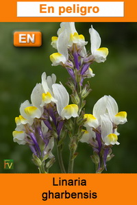 Linaria gharbensis