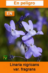 Linaria nigricans fragrans