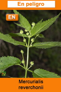 Mercurialis reverchonii