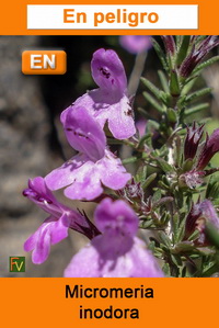 Micromeria inodora